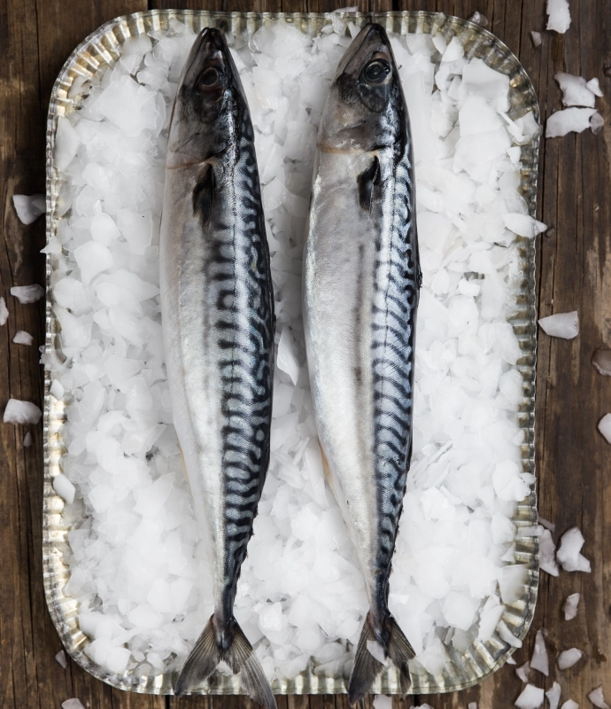 Makrela kuchaná s hlavou mražená