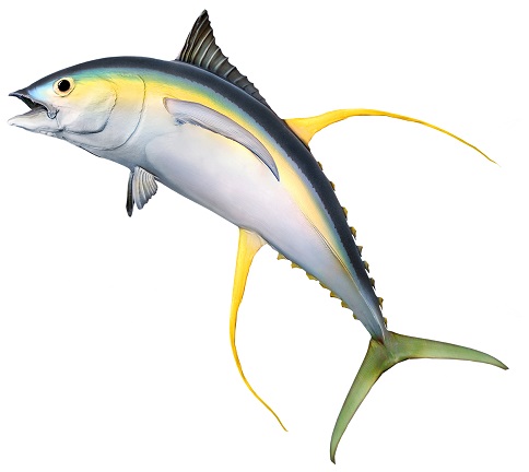 tuňák žlutoploutvý
